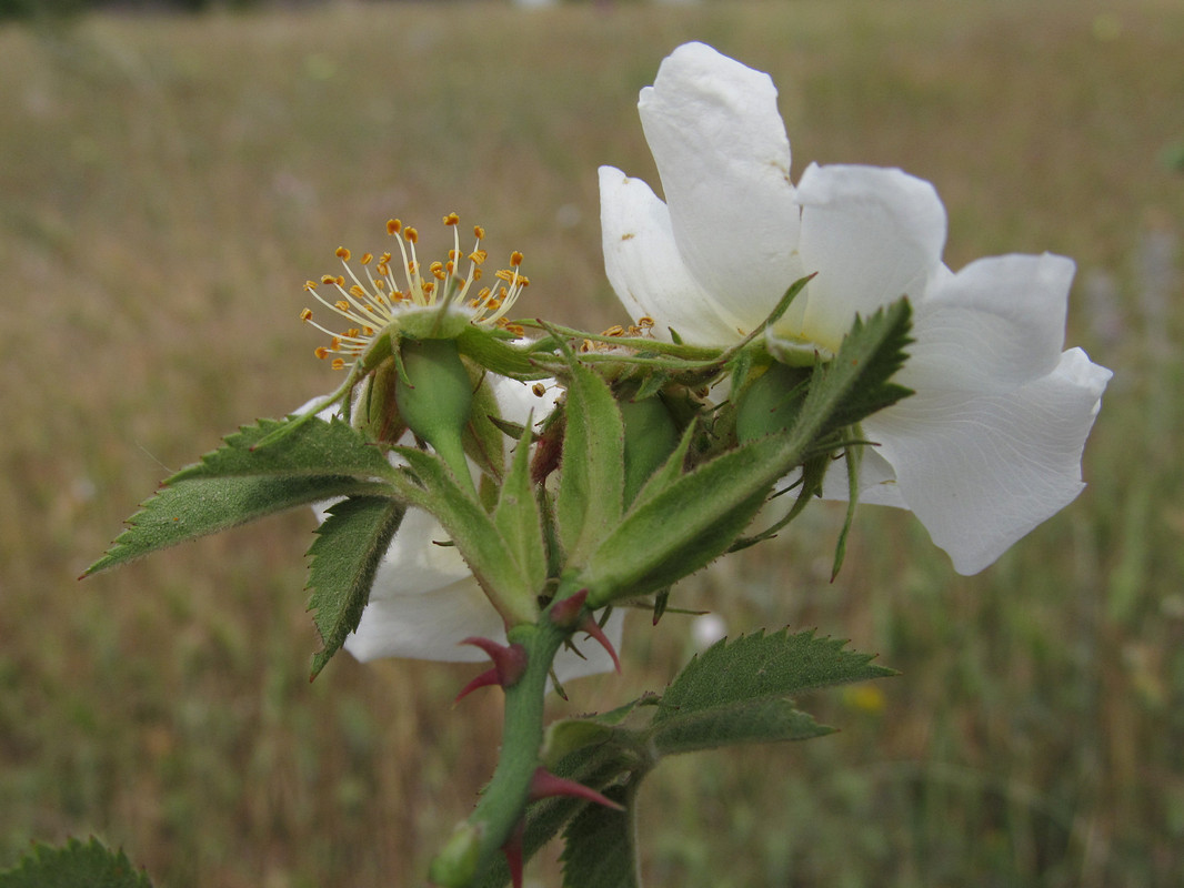 Image of Rosa uncinella specimen.