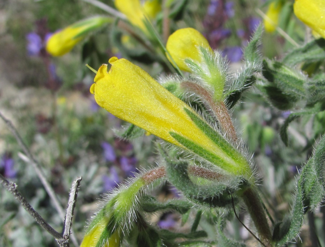 Image of Onosma caucasica specimen.