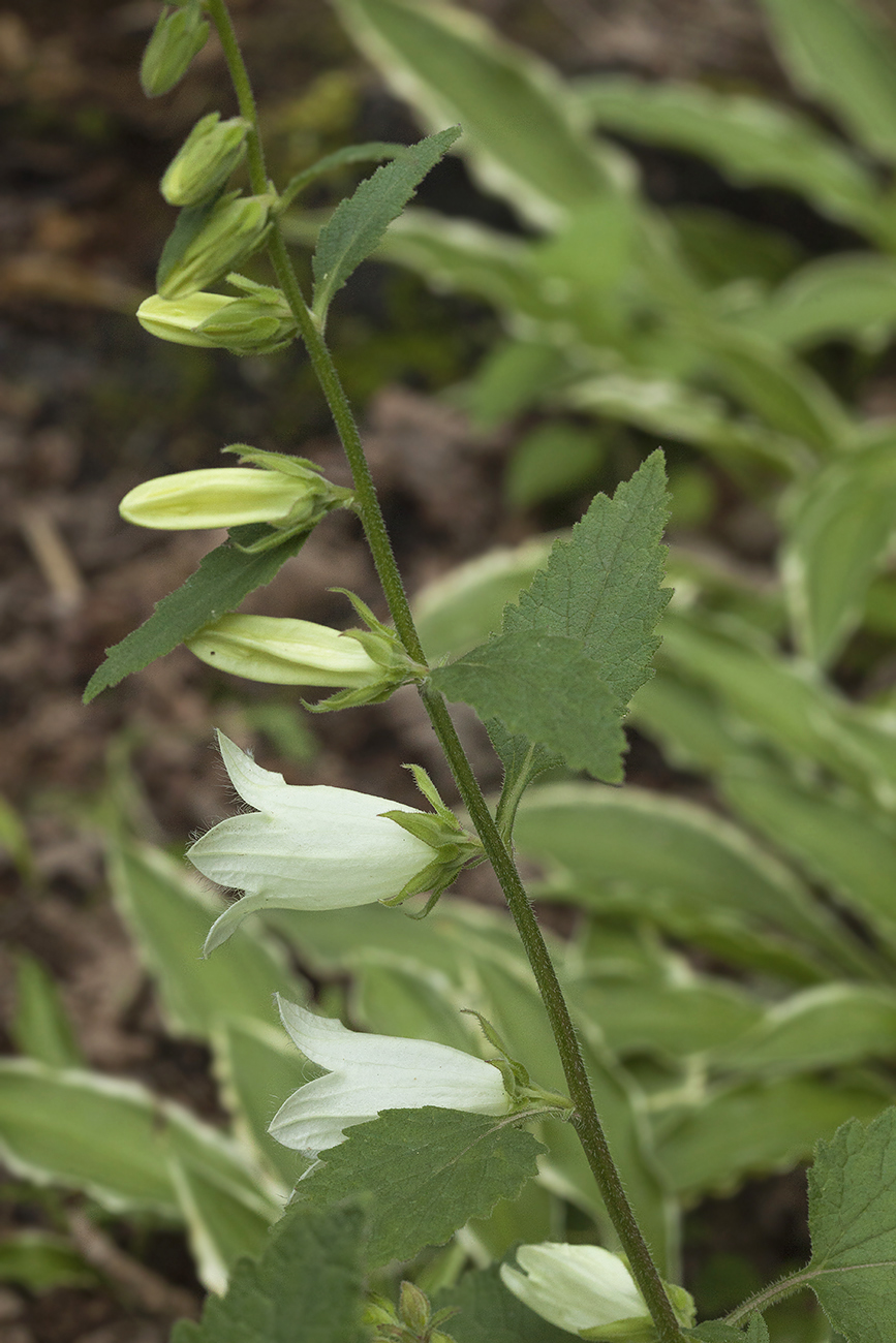 Изображение особи Campanula alliariifolia.