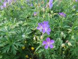 Geranium pratense