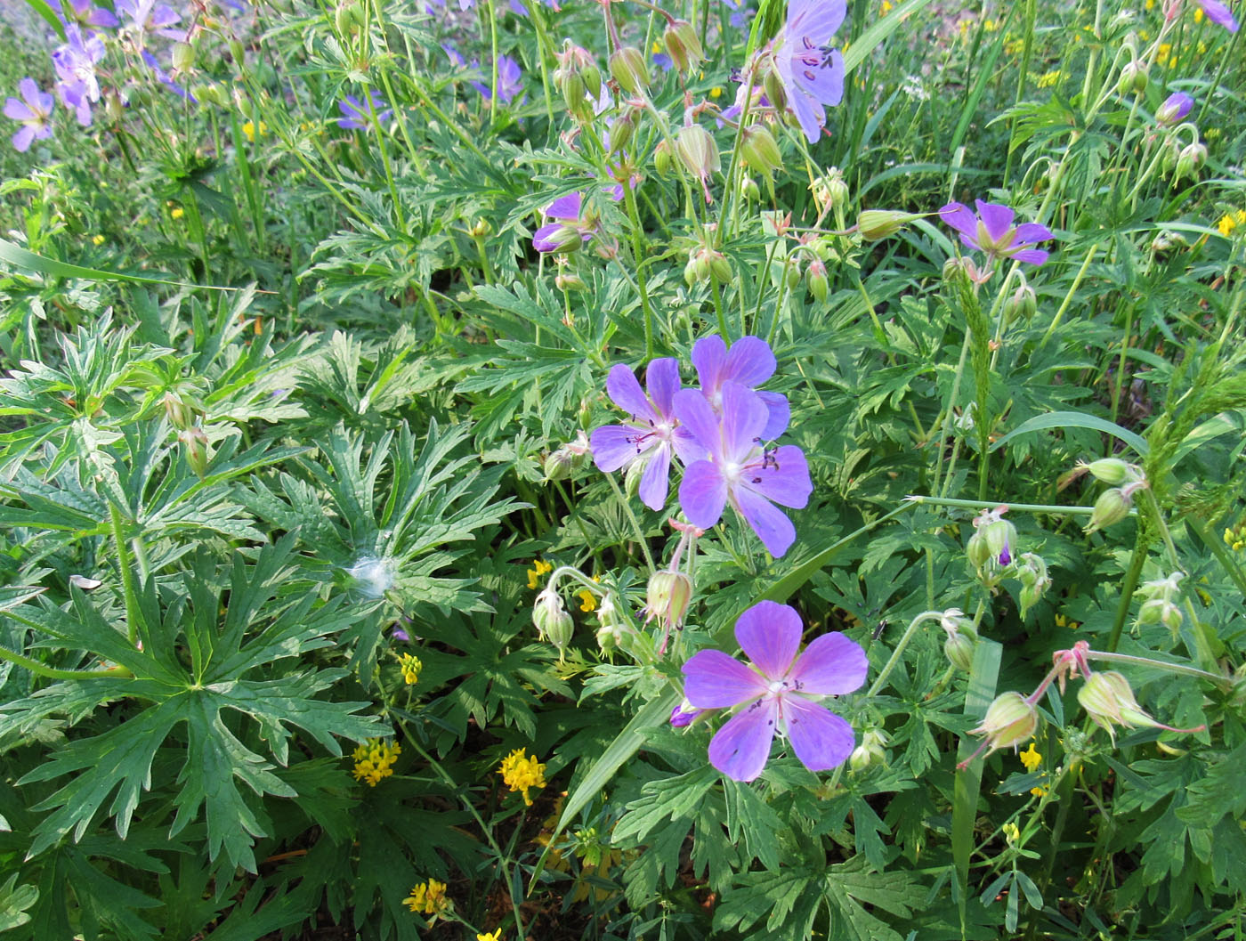 Image of Geranium pratense specimen.