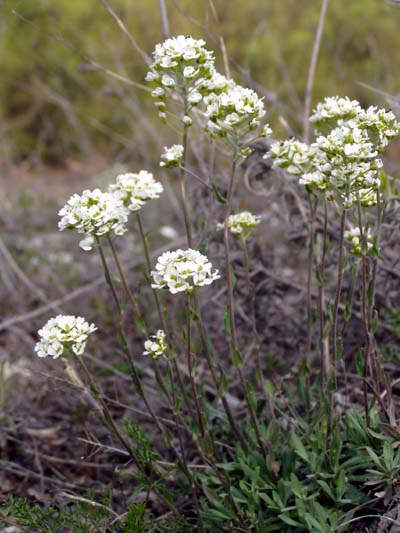 Image of Schivereckia podolica specimen.