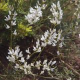 Astragalus pseudomacropterus