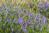 Vicia villosa