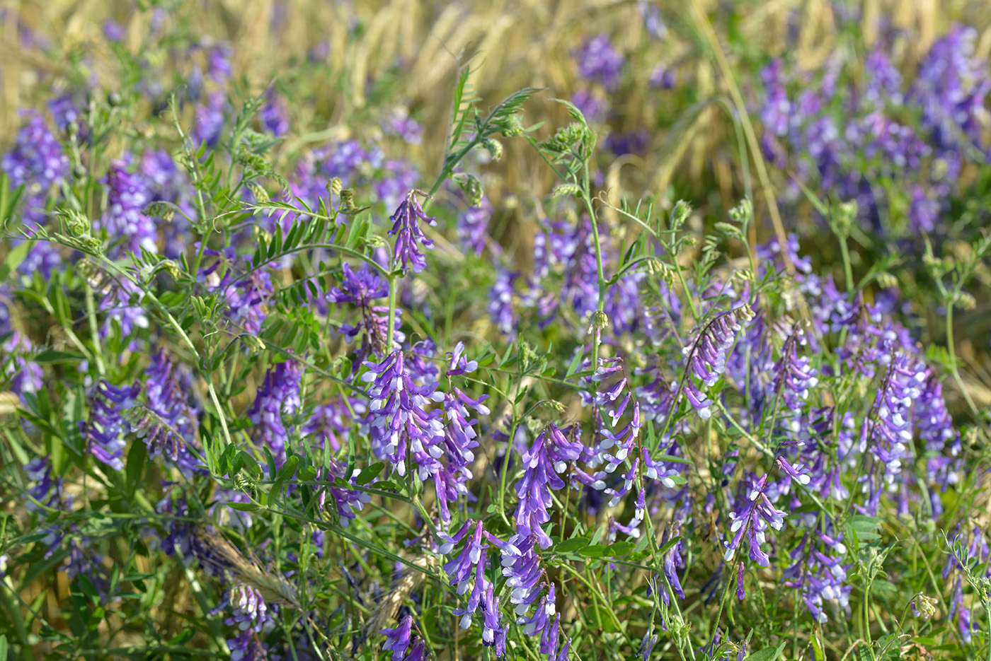 Изображение особи Vicia villosa.