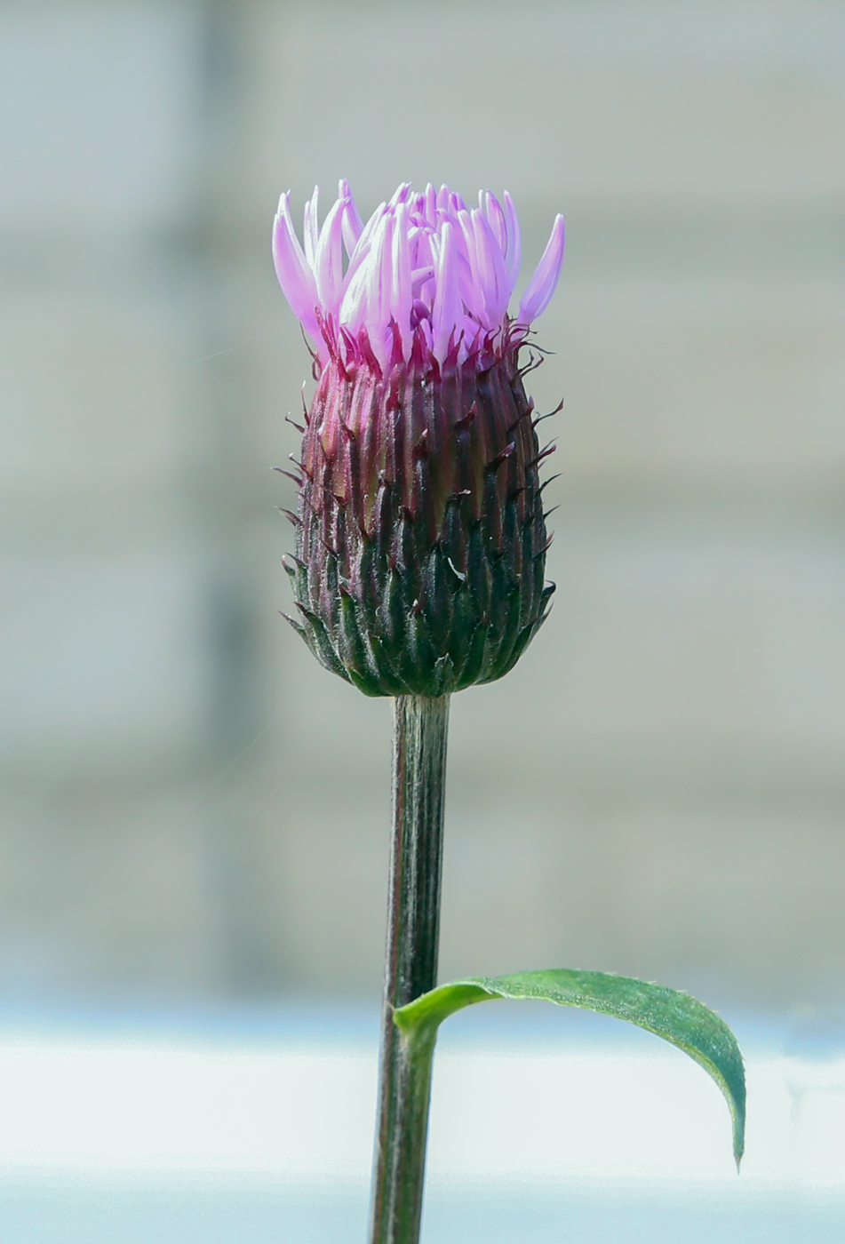 Image of Cirsium setosum specimen.