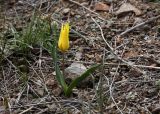 Tulipa ostrowskiana