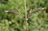 Saponaria officinalis. Часть побега с развивающимися пазушными соцветиями. Приморский край, Шкотовский р-н, окр. с. Новонежино, обочина шоссе у ж.-д. насыпи. 29.07.2019.