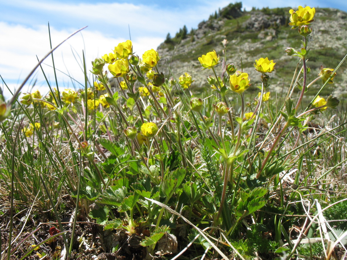 Image of Potentilla evestita specimen.