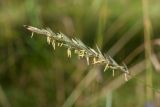 Elytrigia repens