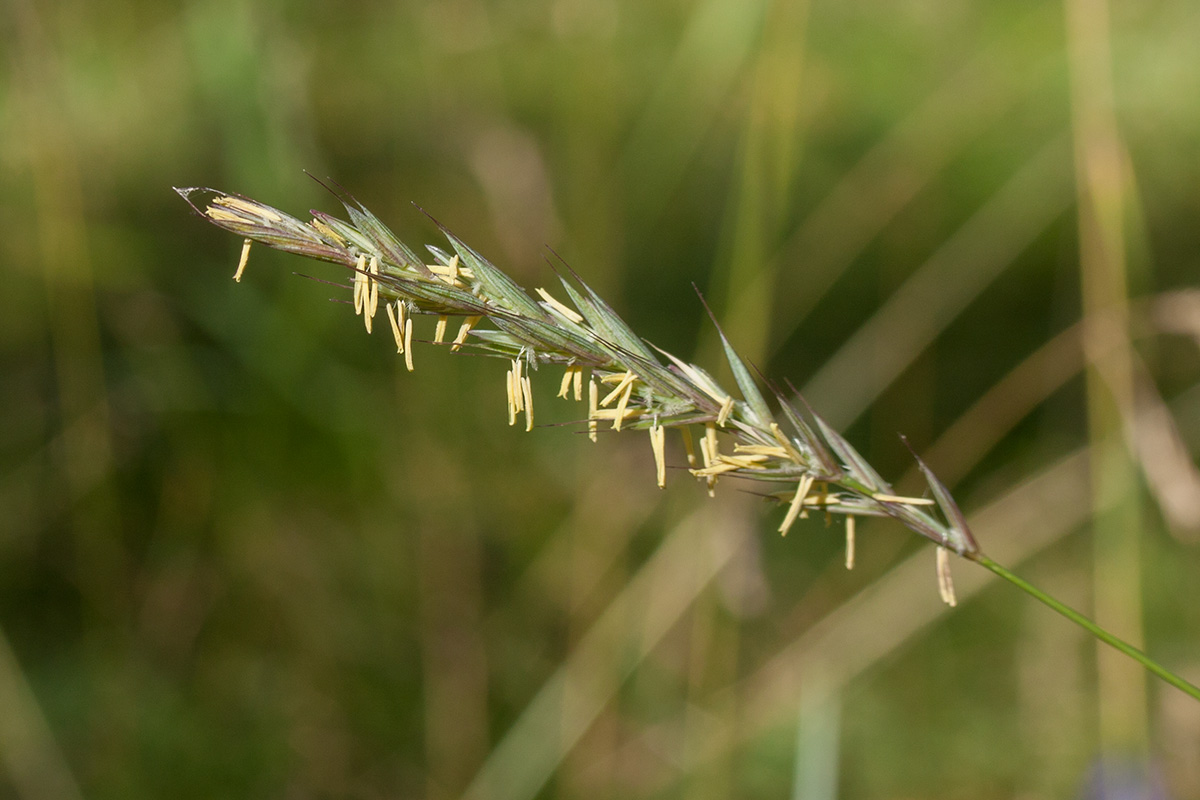 Image of Elytrigia repens specimen.