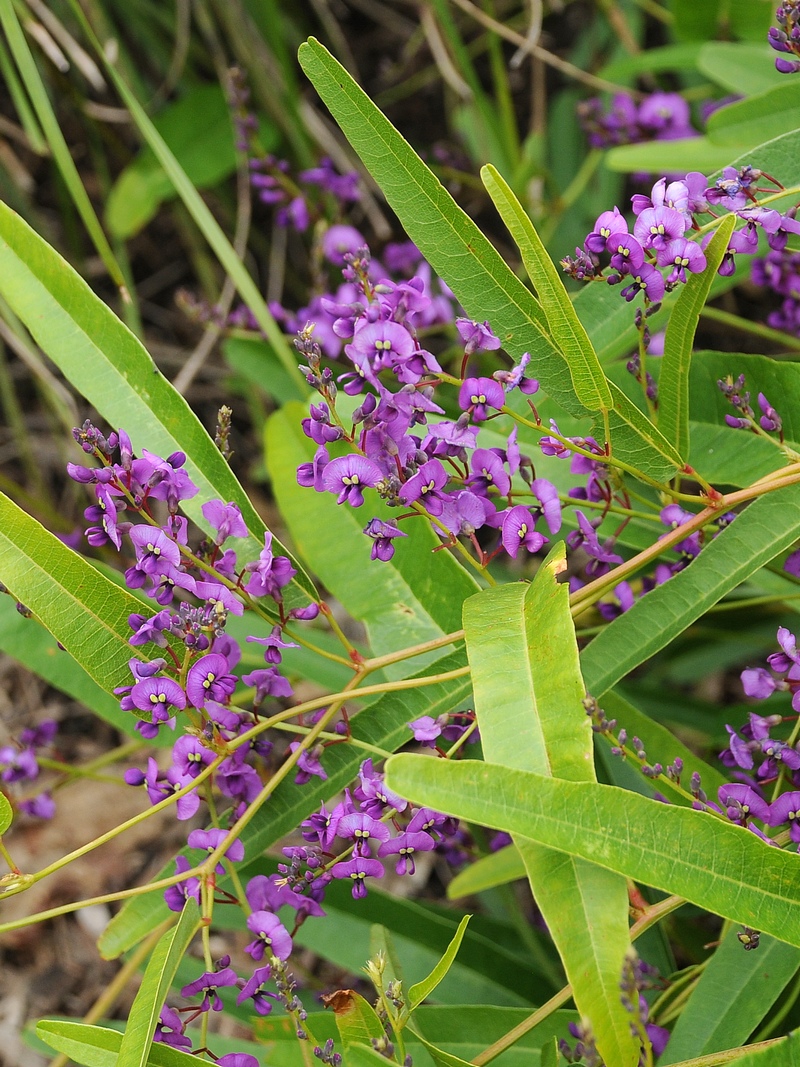 Image of Hovea acutifolia specimen.