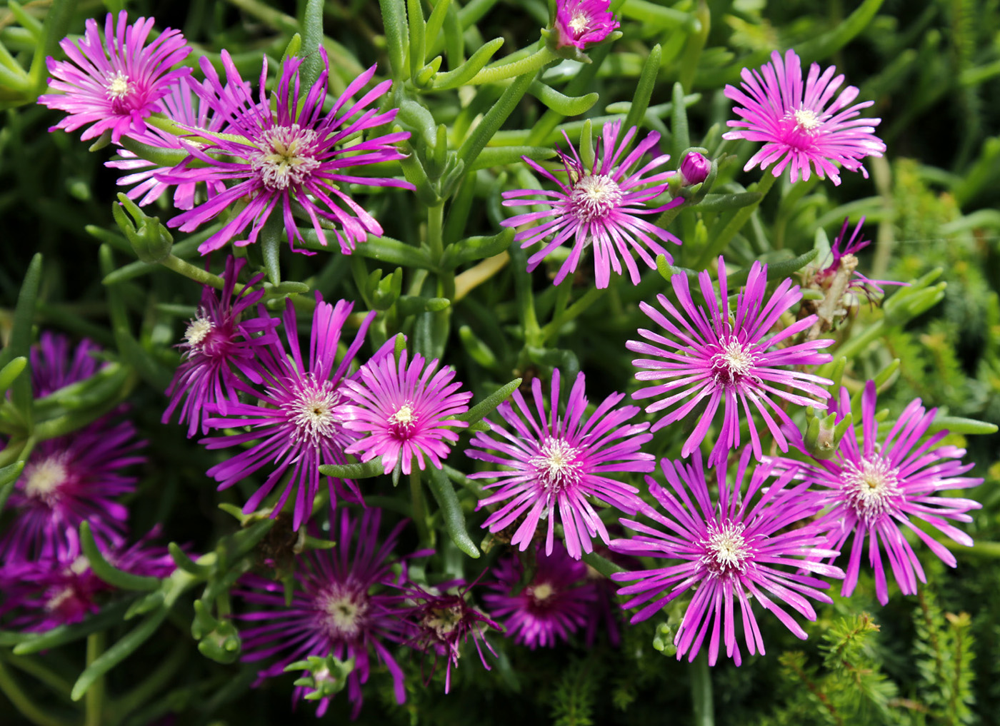 Image of genus Delosperma specimen.