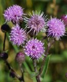 Cirsium setosum