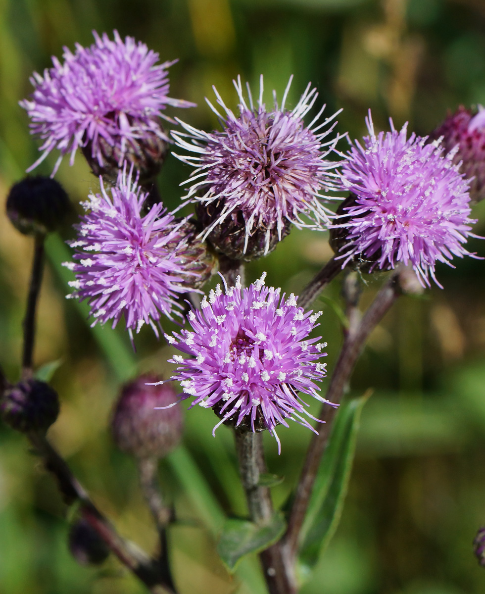 Изображение особи Cirsium setosum.