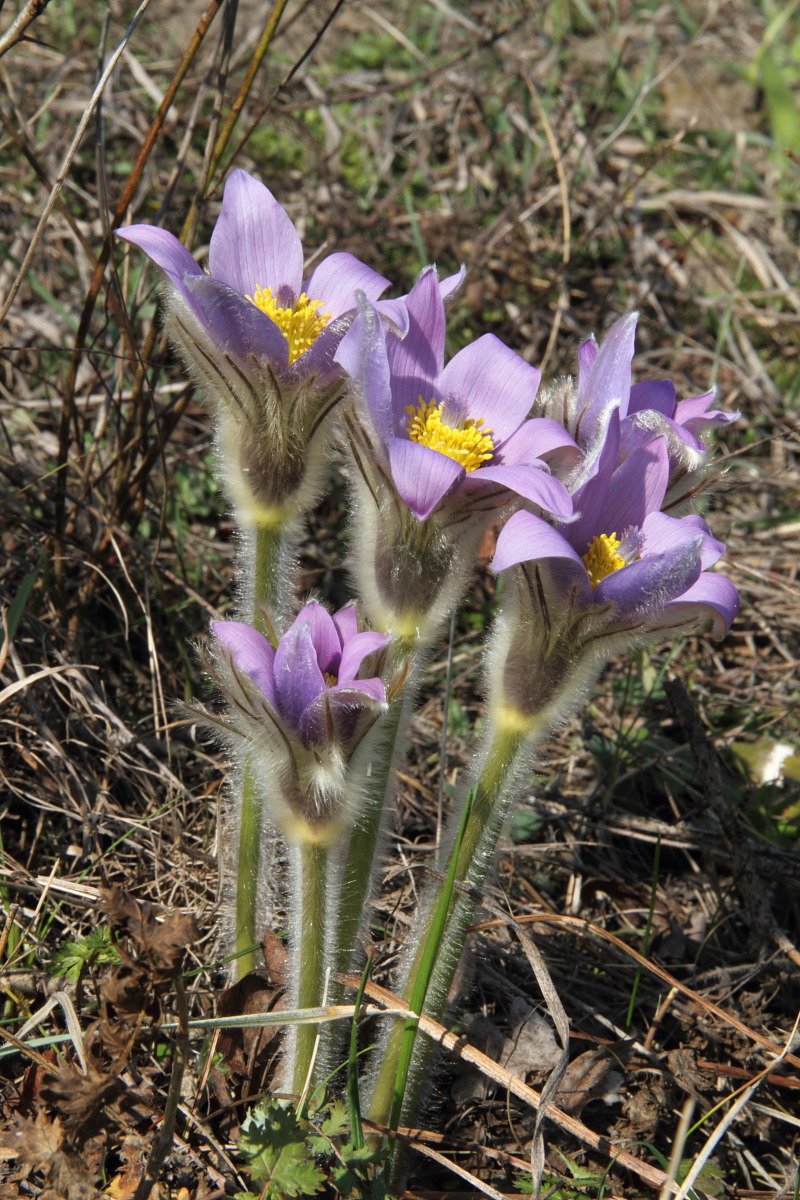 Изображение особи Pulsatilla grandis.