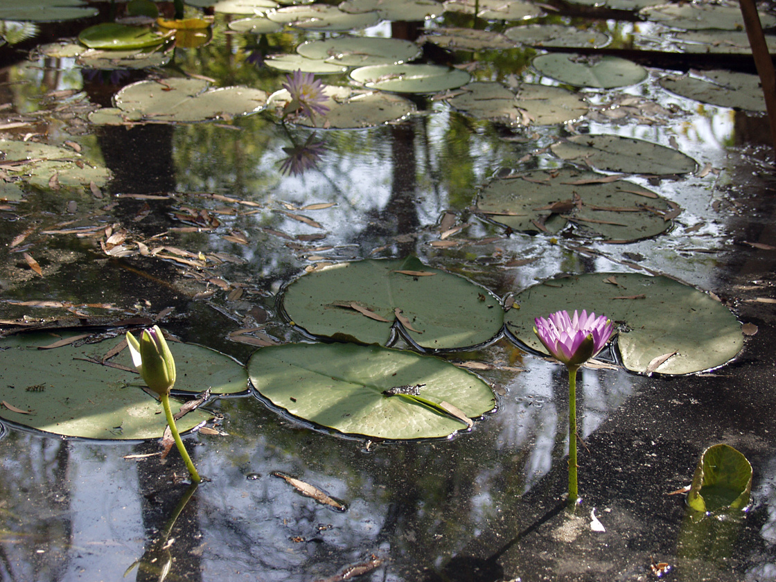 Image of Nymphaea violacea specimen.