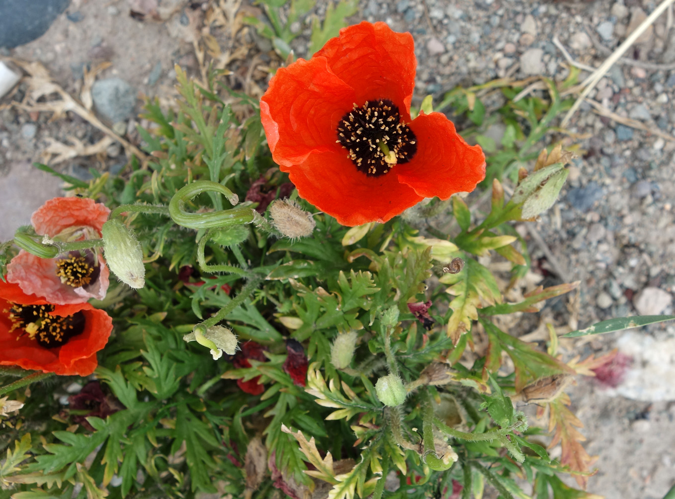Image of Roemeria refracta specimen.
