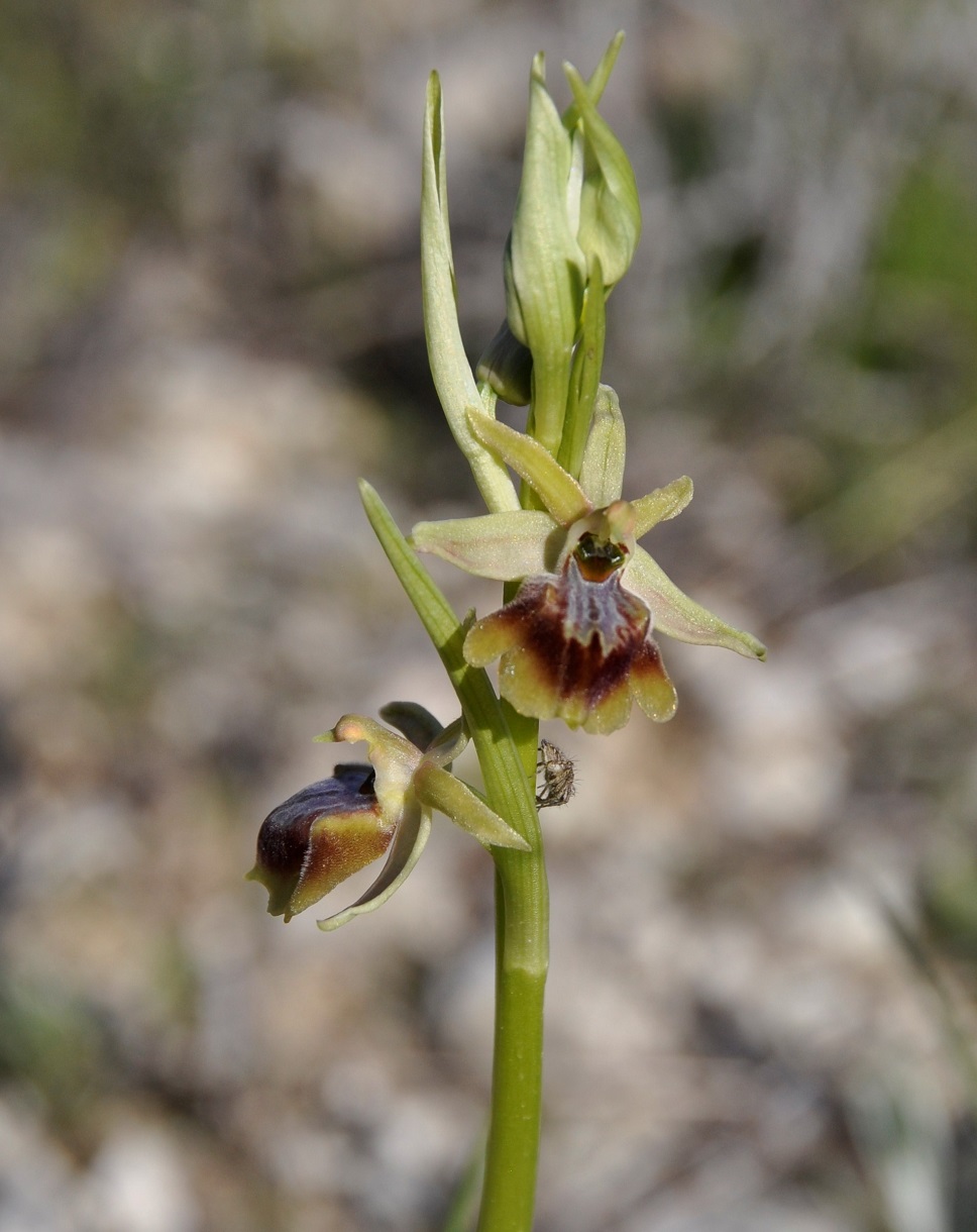 Image of Ophrys alasiatica specimen.