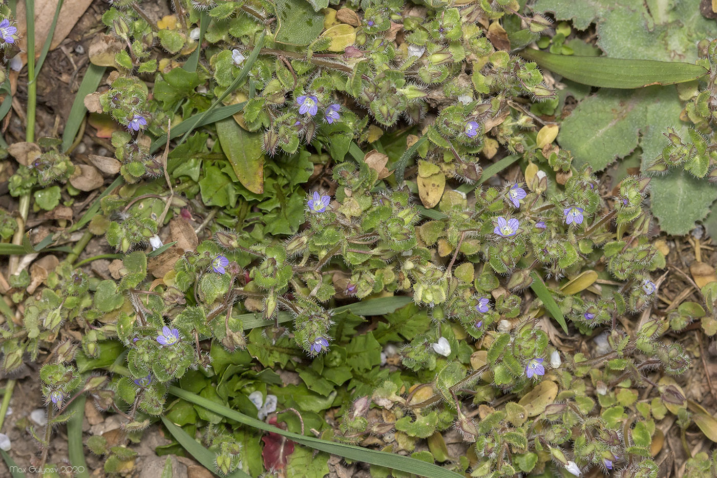 Image of Veronica hederifolia specimen.