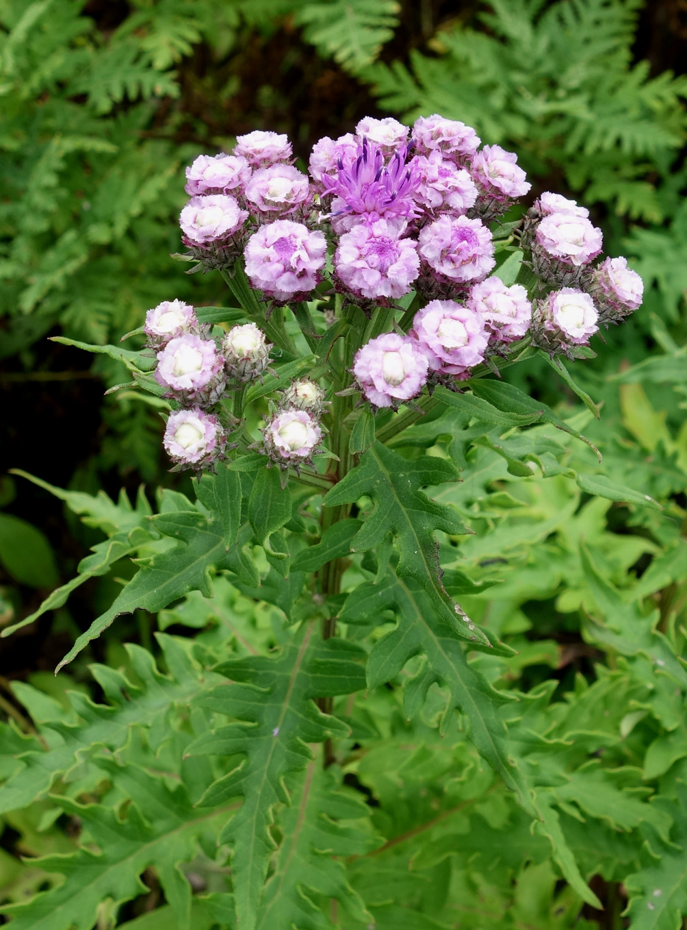 Image of Saussurea neopulchella specimen.