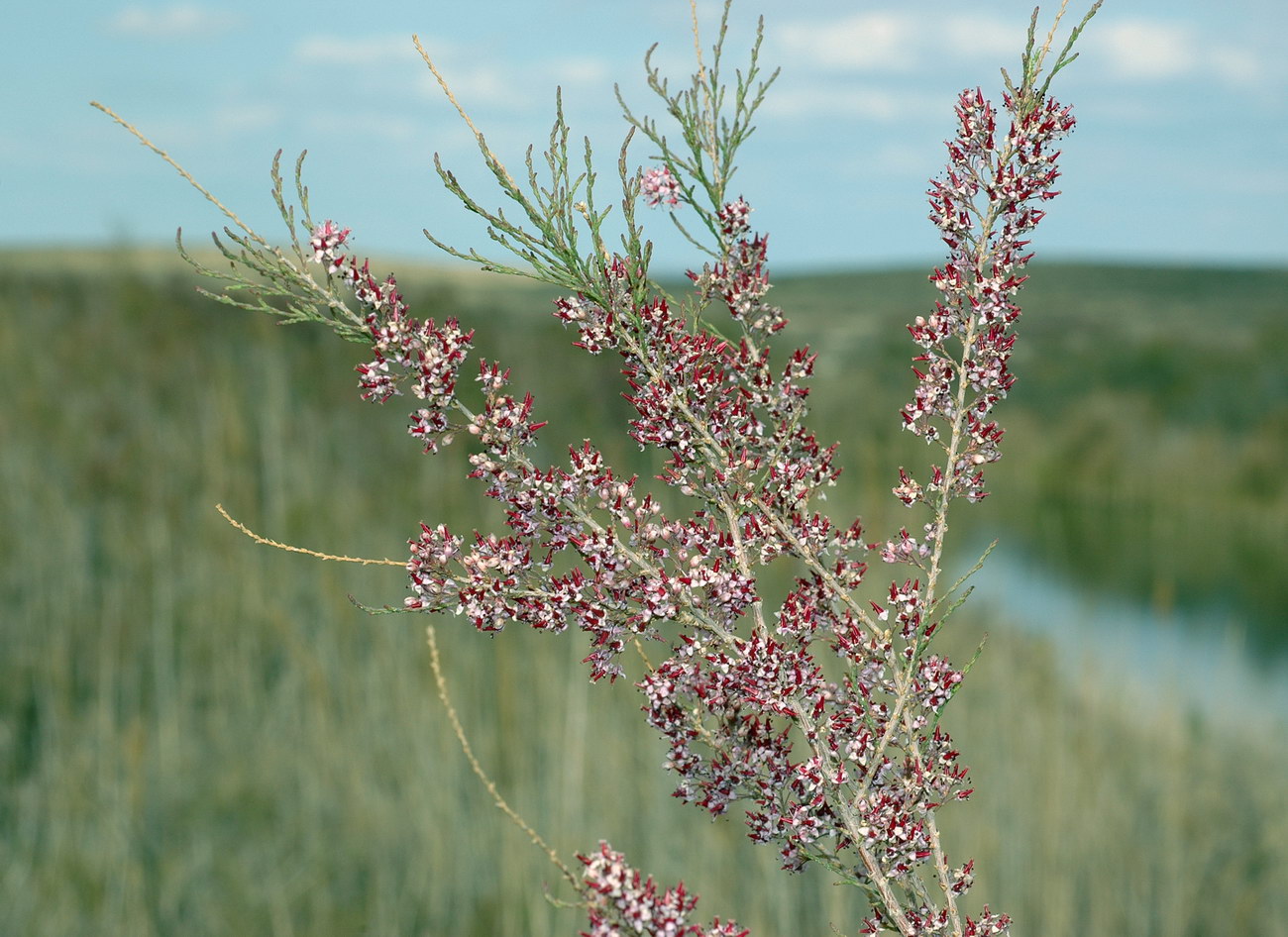 Image of Tamarix laxa specimen.