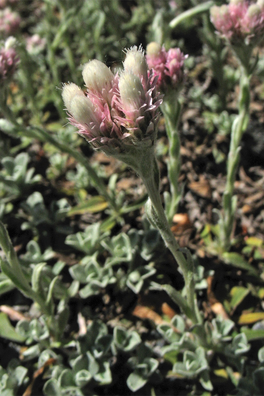 Изображение особи Antennaria plantaginifolia.