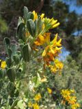 Medicago arborea