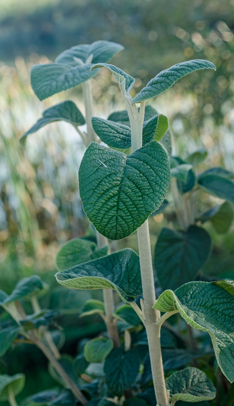 Image of genus Viburnum specimen.