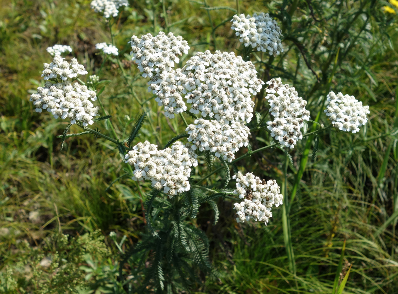 Image of Achillea millefolium specimen.