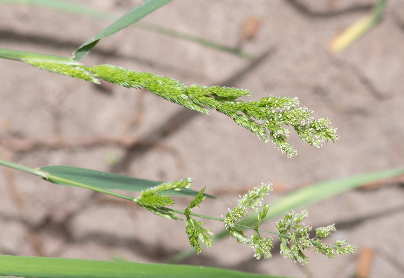 Image of genus Polypogon specimen.