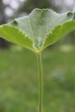 Alchemilla exsculpta