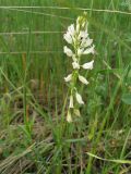 Polygala cretacea