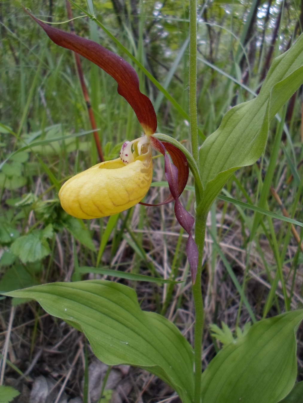 Image of Cypripedium calceolus specimen.