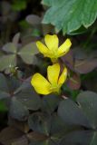 Oxalis corniculata. Цветки среди листьев. Республика Адыгея, г. Майкоп, грядка клубники, сорное. 14.06.2020.