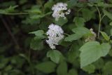 Physocarpus opulifolius. Соцветие и листья. Калужская обл., Боровский р-н, окр. дер. Чёлохово, высота 200 м н.у.м, смешанный лес. 25 июня 2020 г.