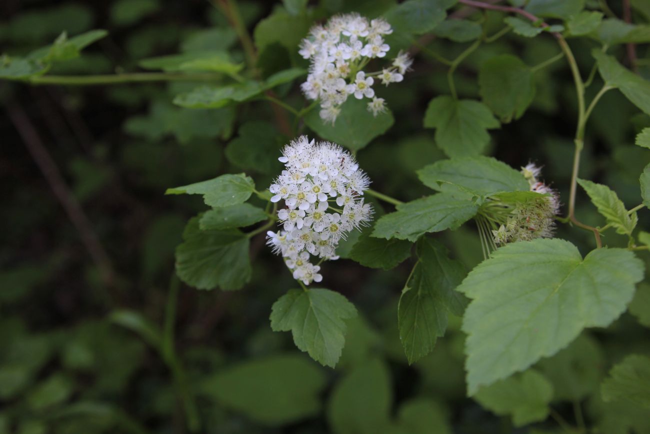 Изображение особи Physocarpus opulifolius.