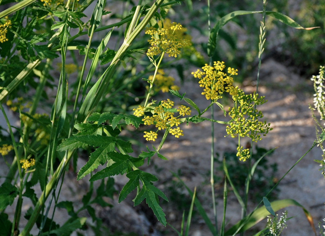 Image of Pastinaca sativa specimen.