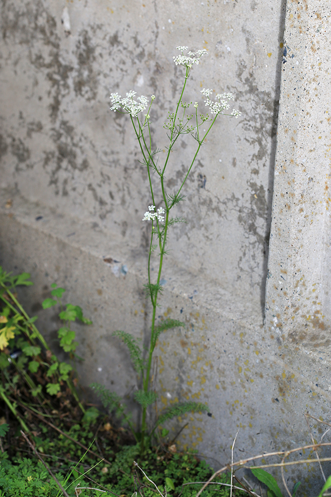 Image of Carum carvi specimen.