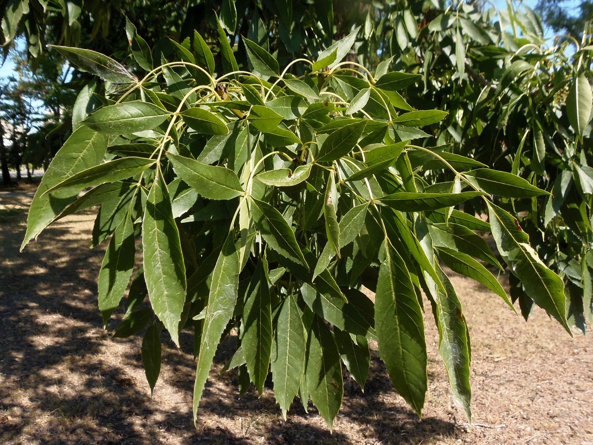 Image of genus Fraxinus specimen.