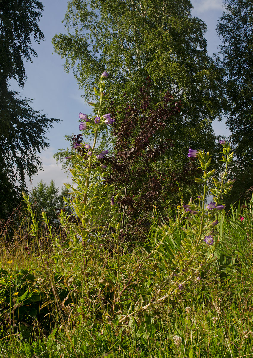 Image of Campanula medium specimen.