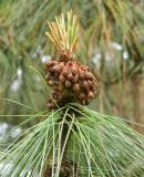 Pinus canariensis. Побег с микростробилами. Испания, Астурия, г. Авилес (Avilés). Июль.