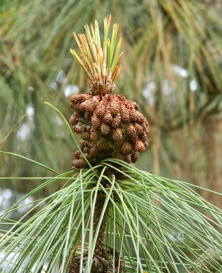 Изображение особи Pinus canariensis.