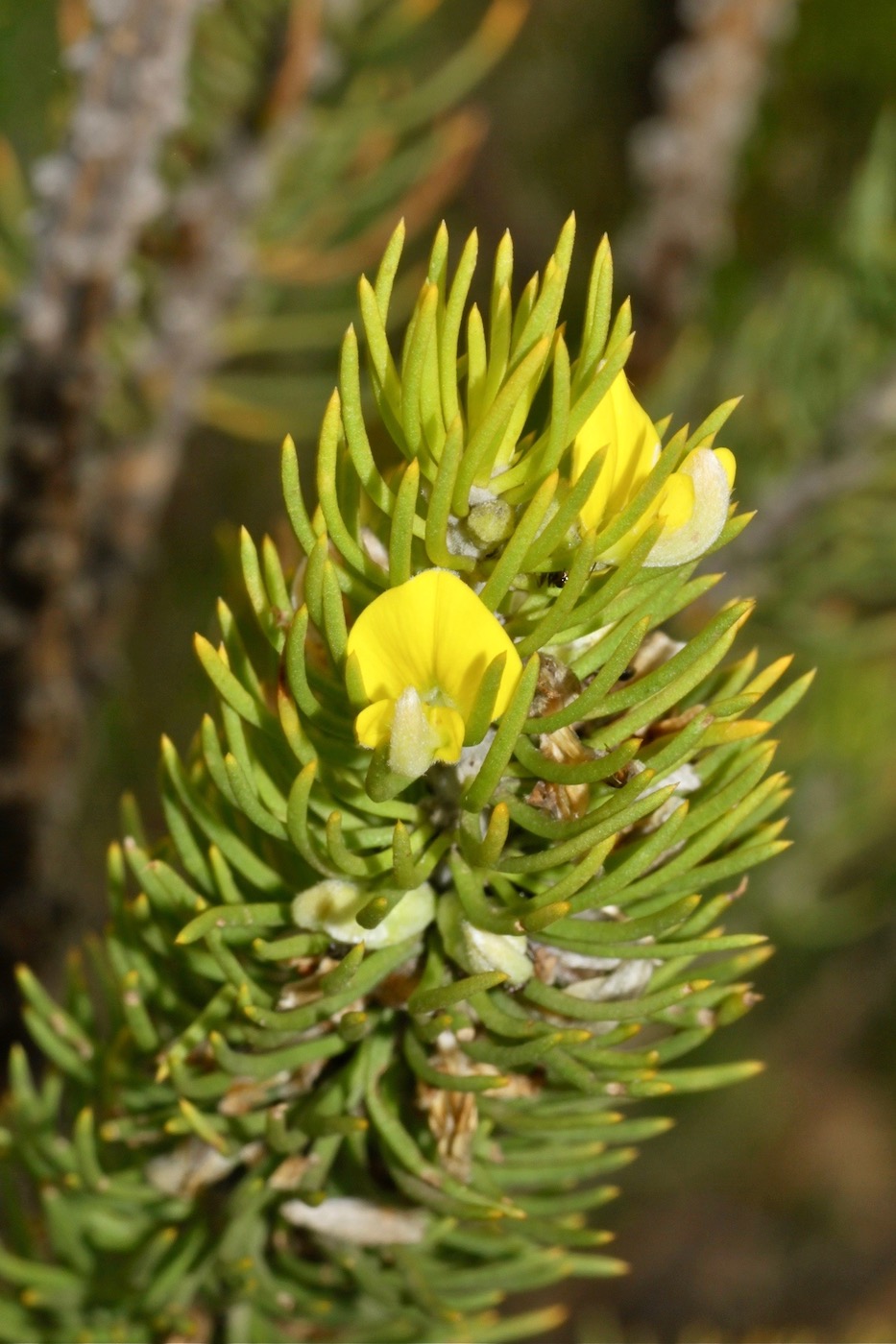 Изображение особи Aspalathus burchelliana.