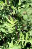 Artemisia vulgaris. Часть побега. Узбекистан, г. Ташкент, Ботанический сад им. Ф.Н. Русанова. 01.09.2010.