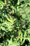 Artemisia vulgaris