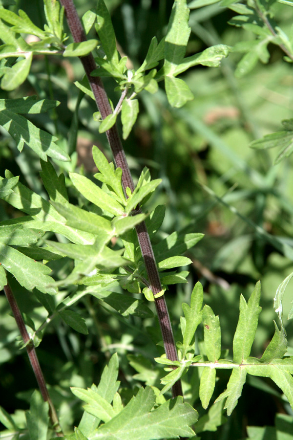 Image of Artemisia vulgaris specimen.