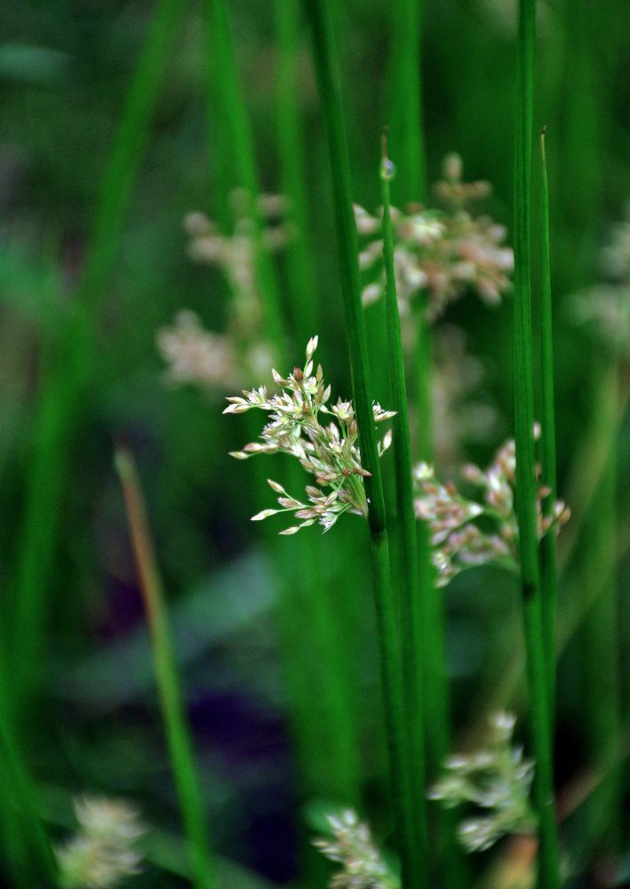 Изображение особи Juncus effusus.