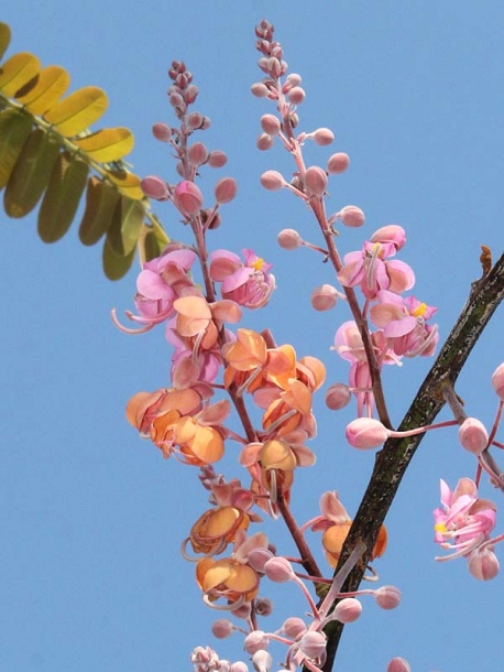 Изображение особи Cassia grandis.