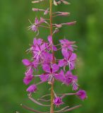 Chamaenerion angustifolium